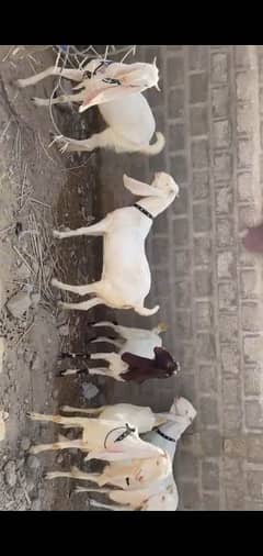 4 dant gulabi bakri