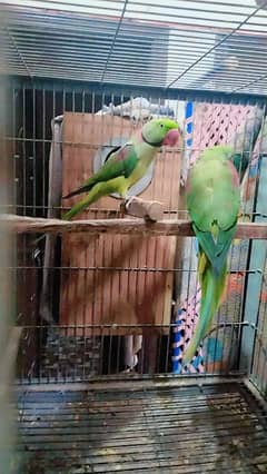 raw parrot hai pair ha