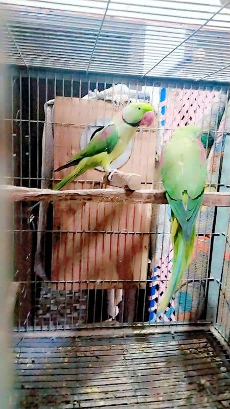 raw parrot hai pair ha 1