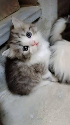 Double Coat Cute Persian Doll face kittens