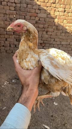 Aseel Hen for sell