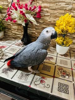 African Grey male