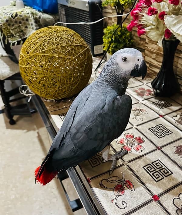 African Grey male 1