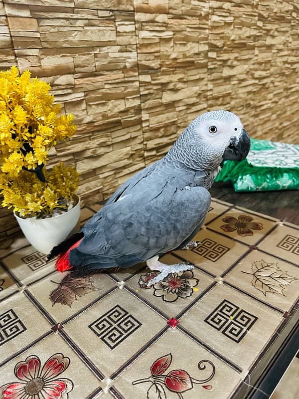 African Grey male 2