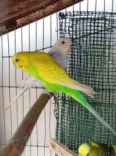 2 budgies pair for sale