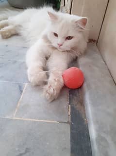 white persian cat. active n playful