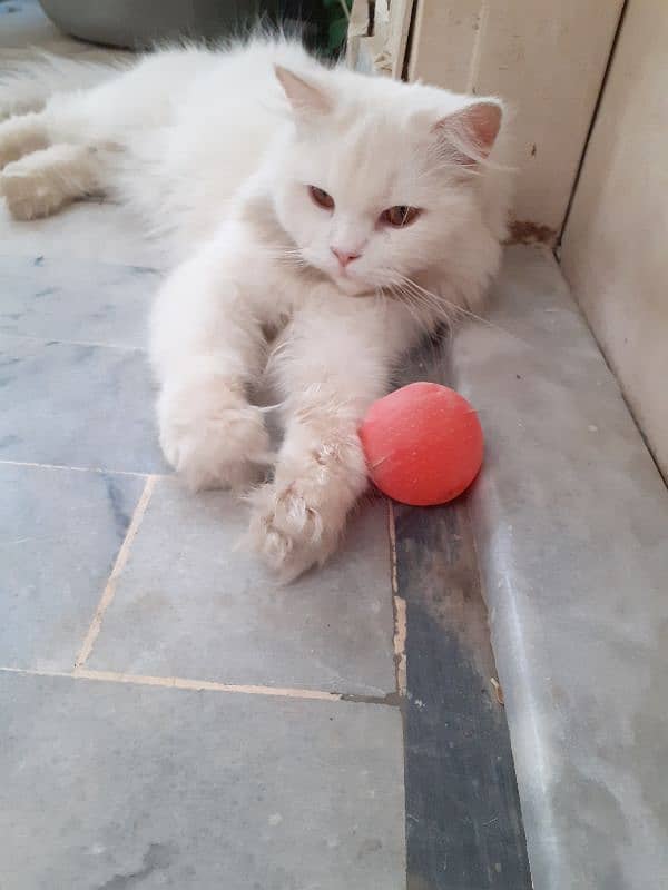 white persian cat. active n playful 0