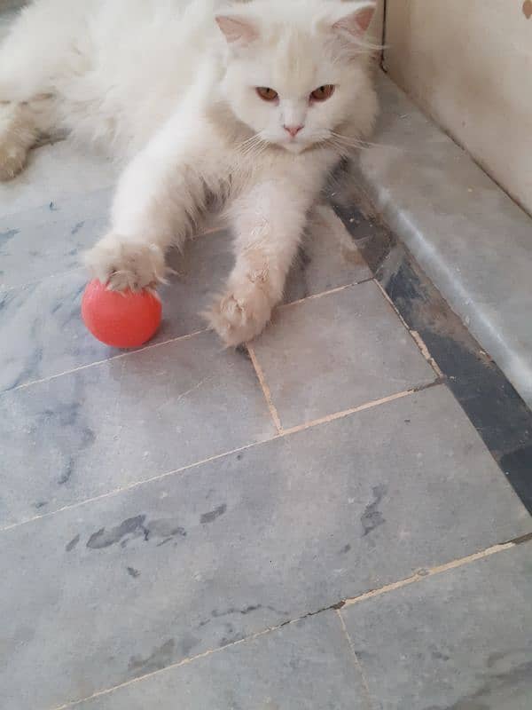 white persian cat. active n playful 2