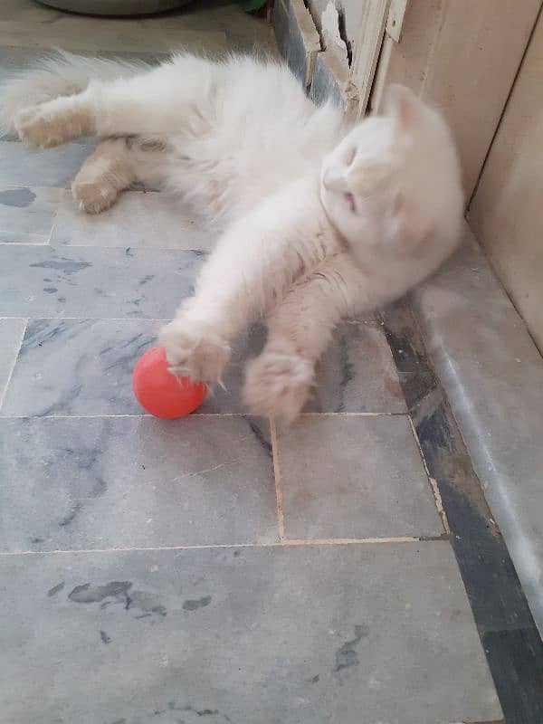 white persian cat. active n playful 3