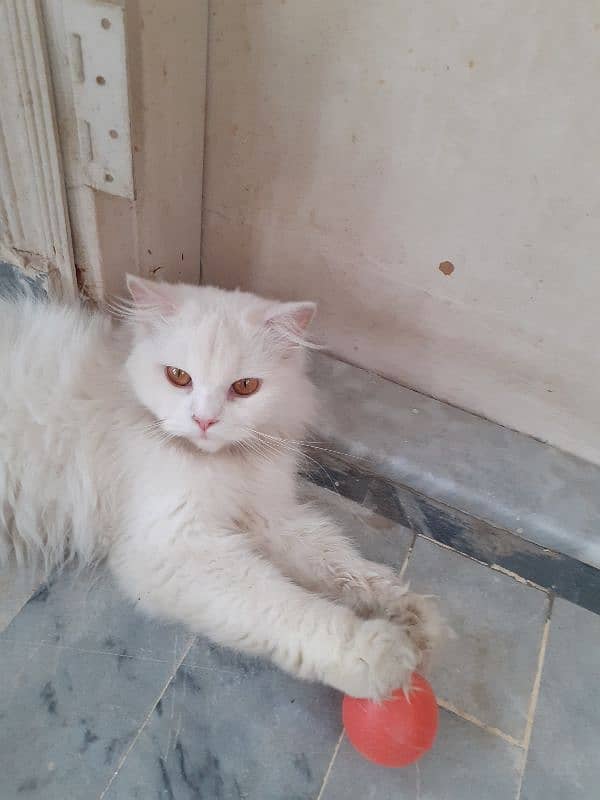 white persian cat. active n playful 4