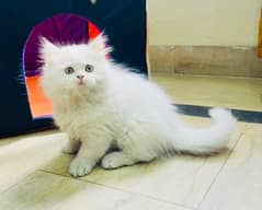 Top Quality Furball Persian Kitten