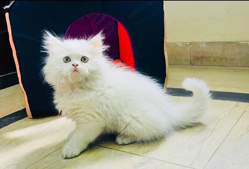 Top Quality Furball Persian Kitten 1