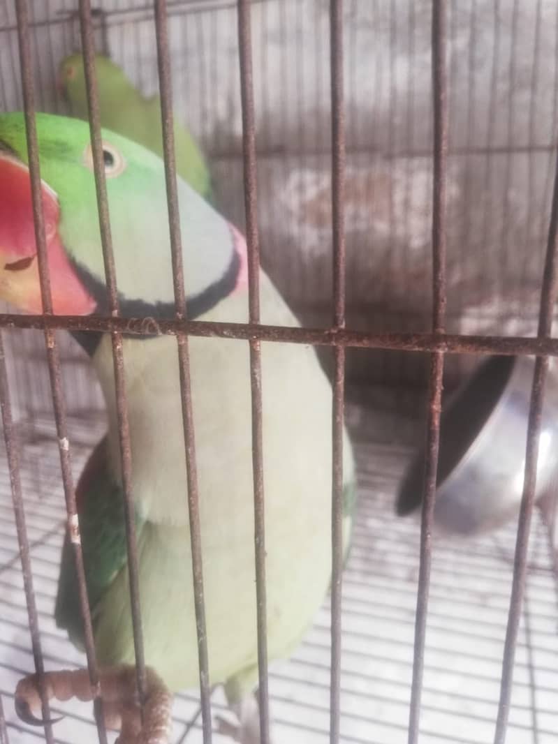 Raw parrot 0