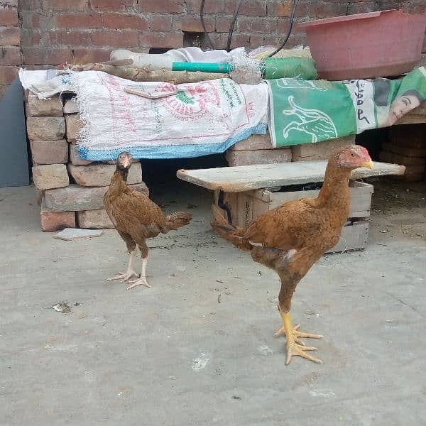 High quality aseel pair for sale 2