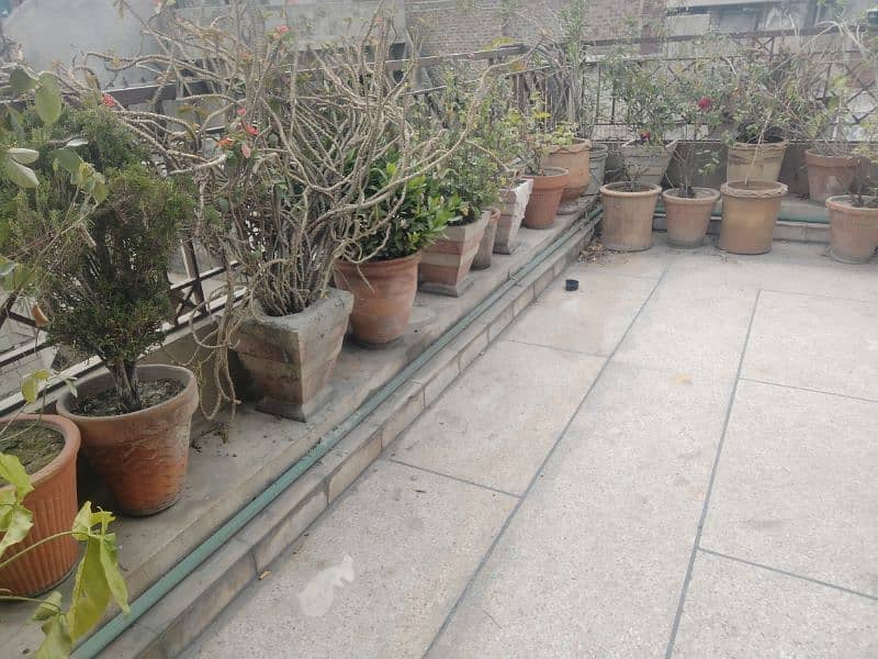 plants for sale 1