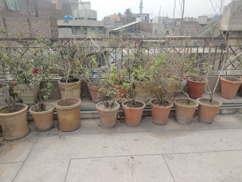 plants for sale 2