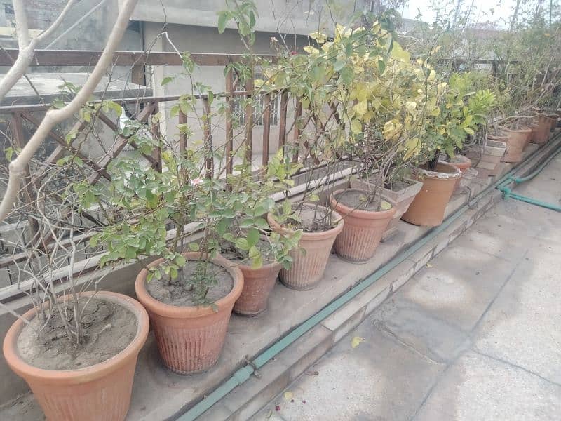 plants for sale 3