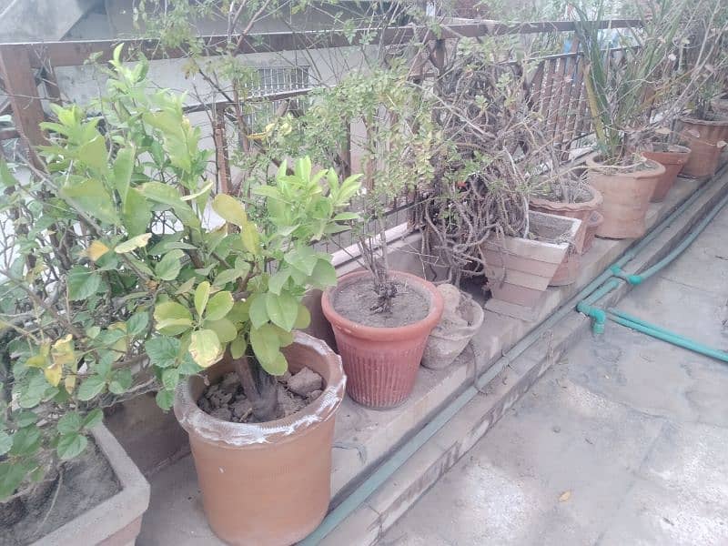 plants for sale 4