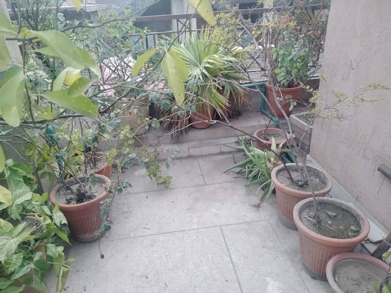 plants for sale 8