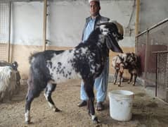 beetal cross bakra