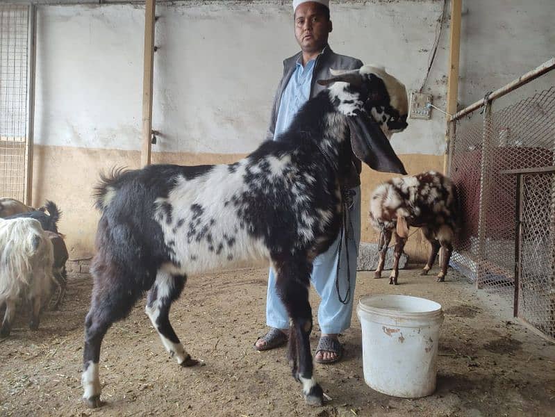 beetal cross bakra 0