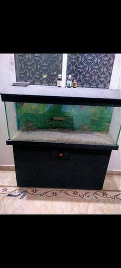 fish aquarium