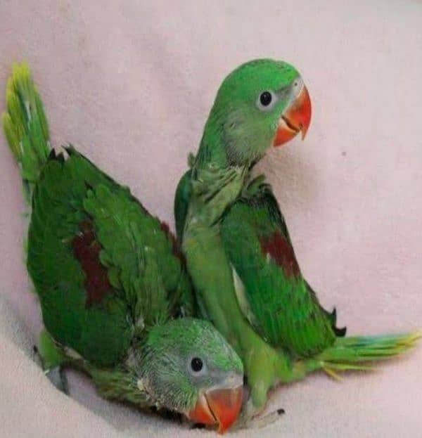 Alexandrine Pahari Parrot Chicks 0