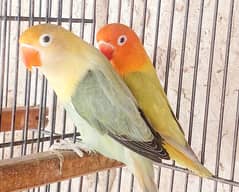 Lovebirds- Palfellows, Creemino, Decino & Albino red/black eyes, cages