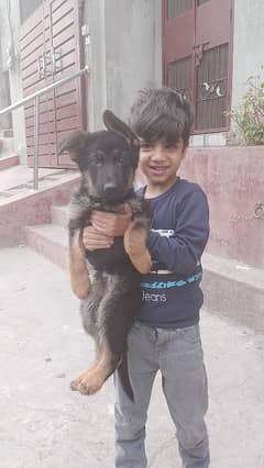 gsd puppy available in Lahore