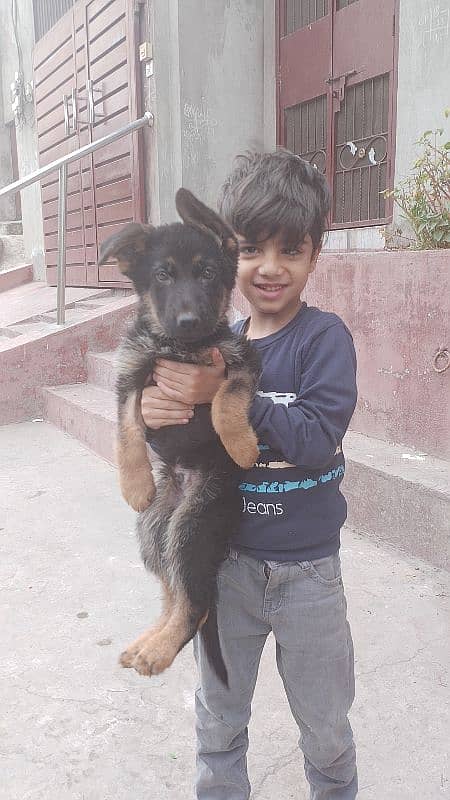 gsd puppy available in Lahore 0