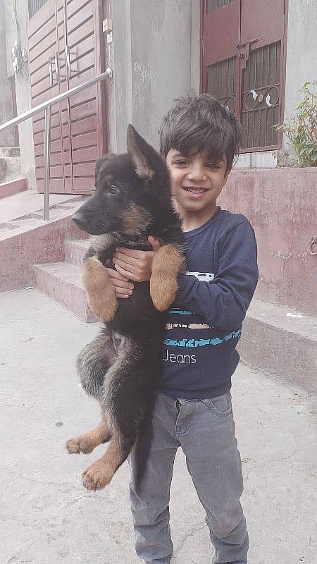 gsd puppy available in Lahore 1