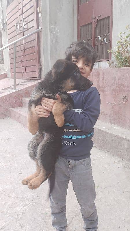 gsd puppy available in Lahore 2