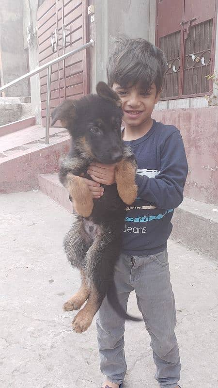 gsd puppy available in Lahore 3