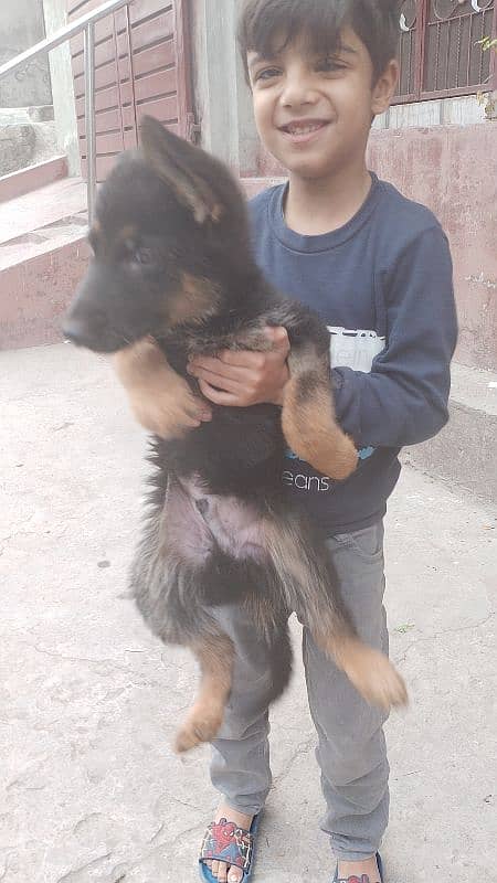 gsd puppy available in Lahore 4