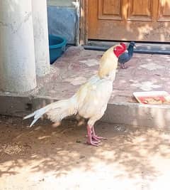 Quality Heera White Aseel Rooster for Sale