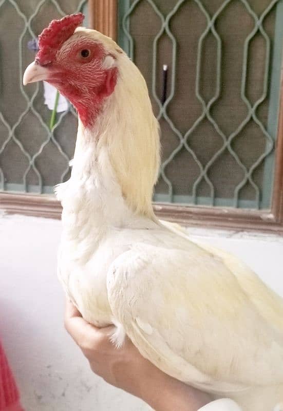 Quality Heera White Aseel Rooster for Sale 1