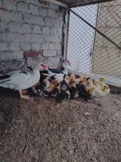 muscovy chicks