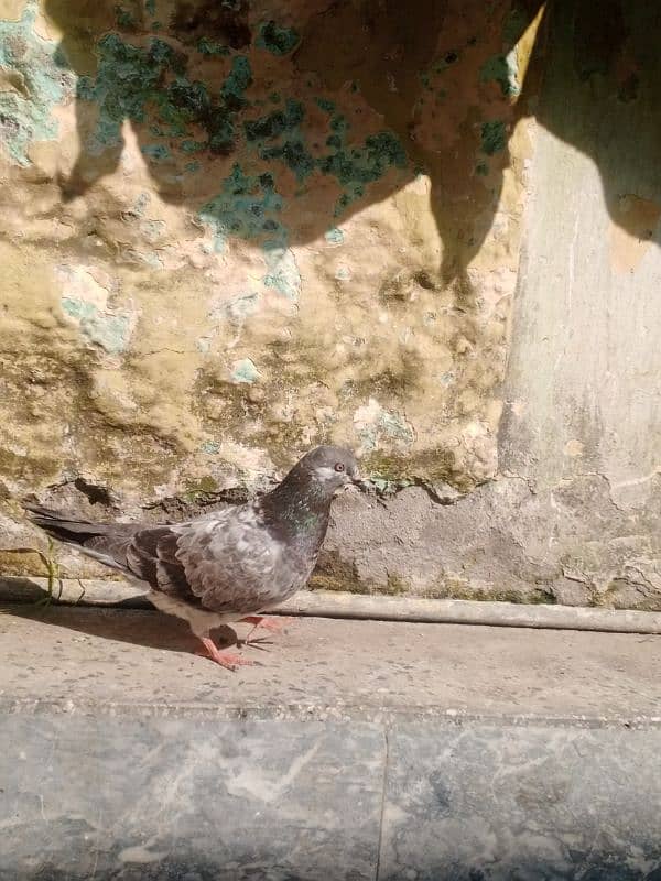 PIGEON FOR SALE FANCY PAIR 1