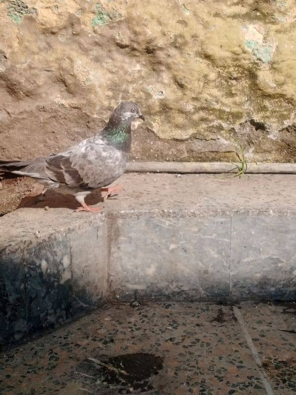 PIGEON FOR SALE FANCY PAIR 3