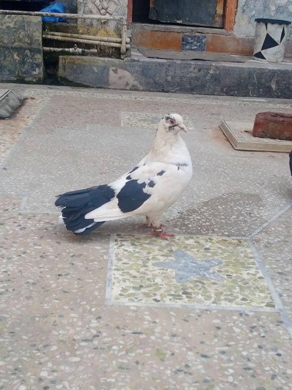 PIGEON FOR SALE FANCY PAIR 4