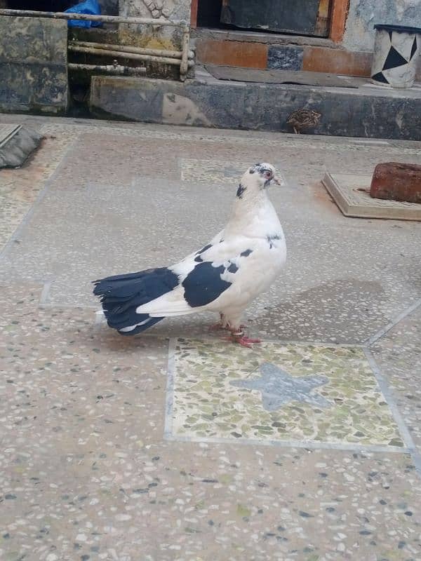 PIGEON FOR SALE FANCY PAIR 5