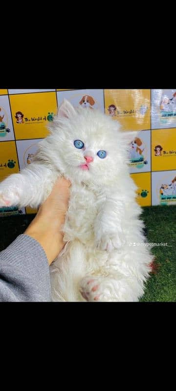 Persian triple coated punch face kitten available for sale 2