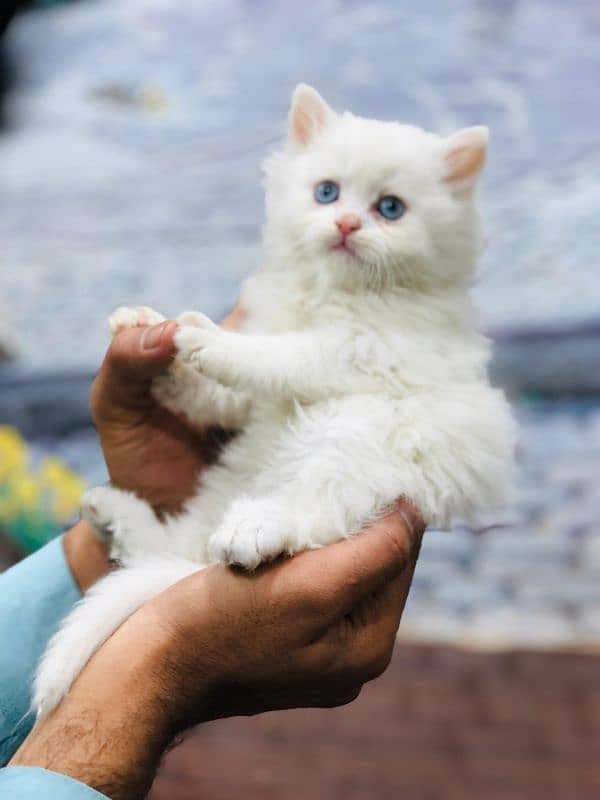 Persian triple coated punch face kitten available for sale 13