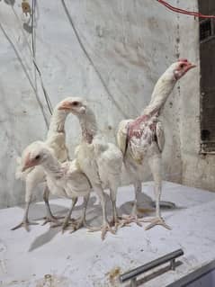 White shamoo | Aseel thai | Aseel heera | shamo chicks | Thai chicks