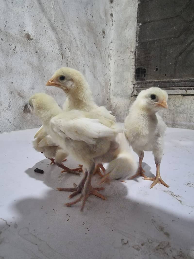 White shamoo | Aseel thai | Aseel heera | shamo chicks | Thai chicks 9