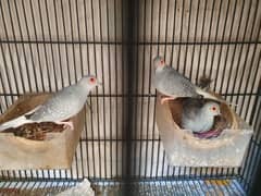 dove diamond pair and chick