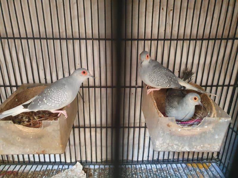 dove diamond pair and chick 0