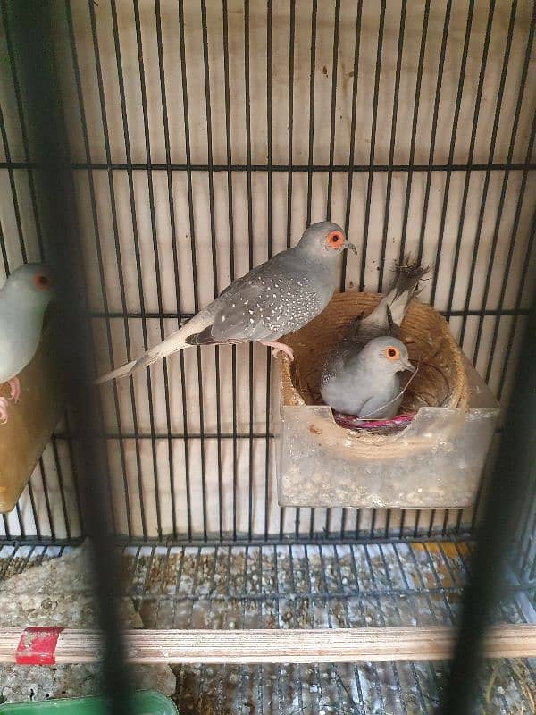 dove diamond pair and chick 2