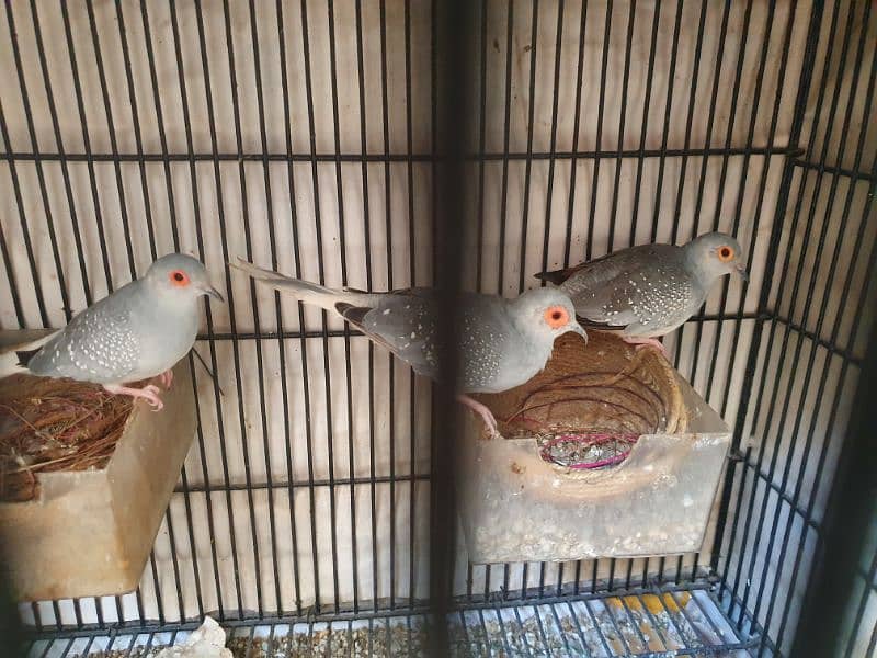 dove diamond pair and chick 3