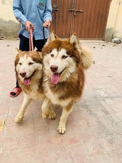 Siberian husky, Male female pair.